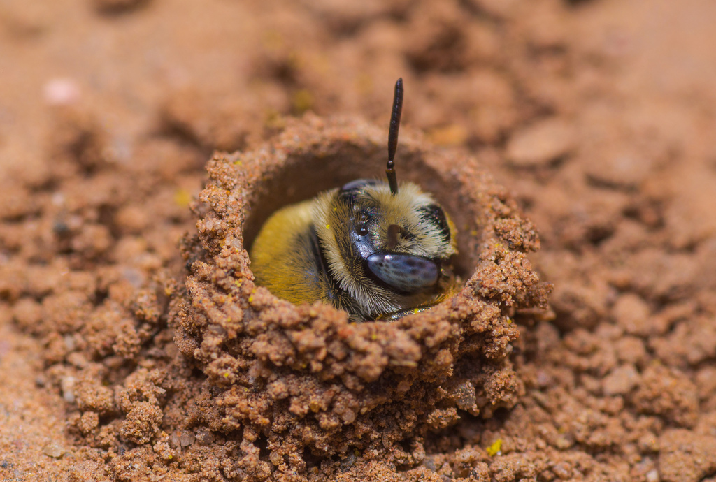 how to get rid of ground bees