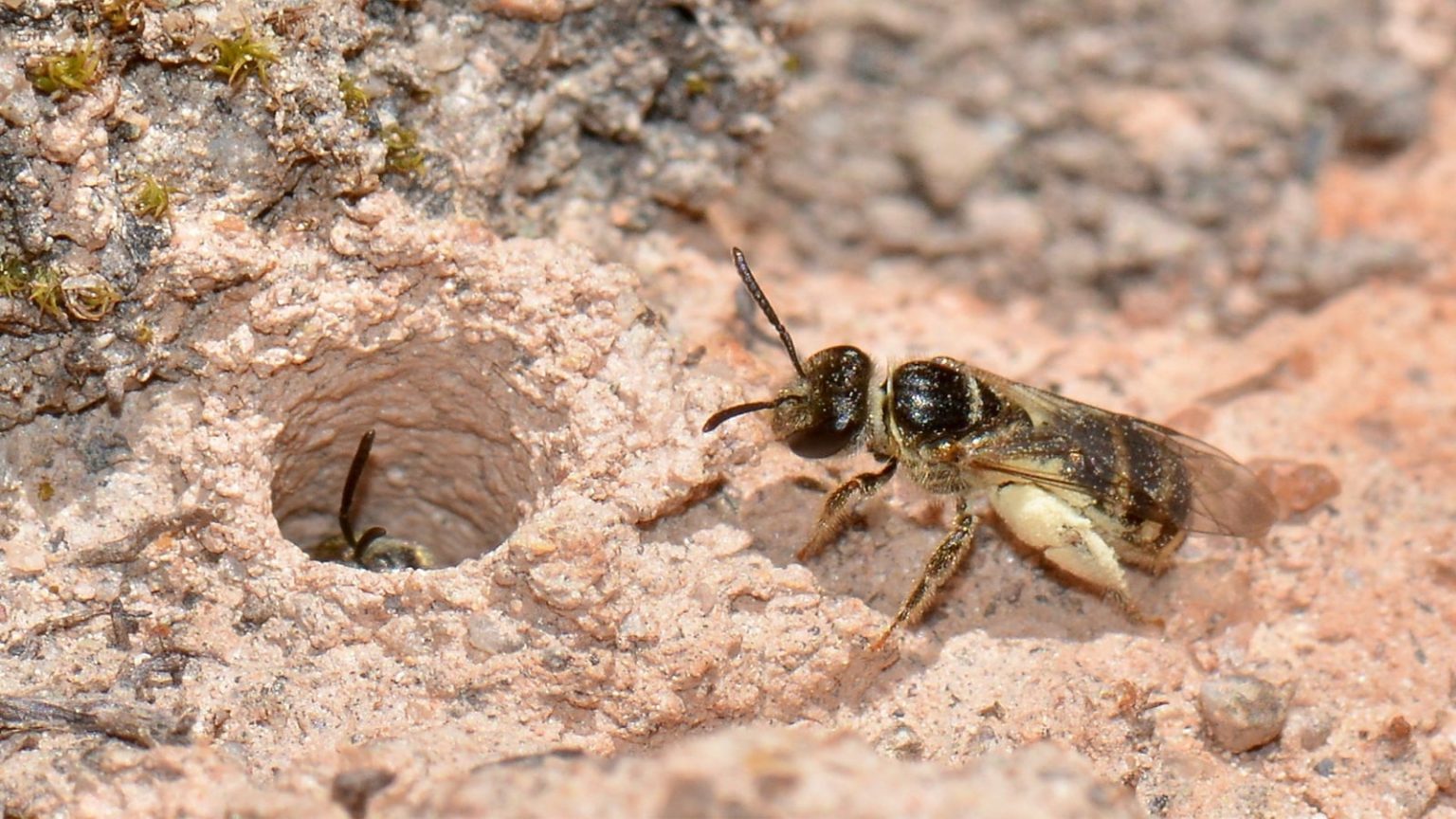 How To Get Rid Of Ground Bees Best Solutions To Deploy With Ease