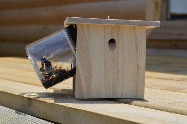 how to make carpenter bee traps