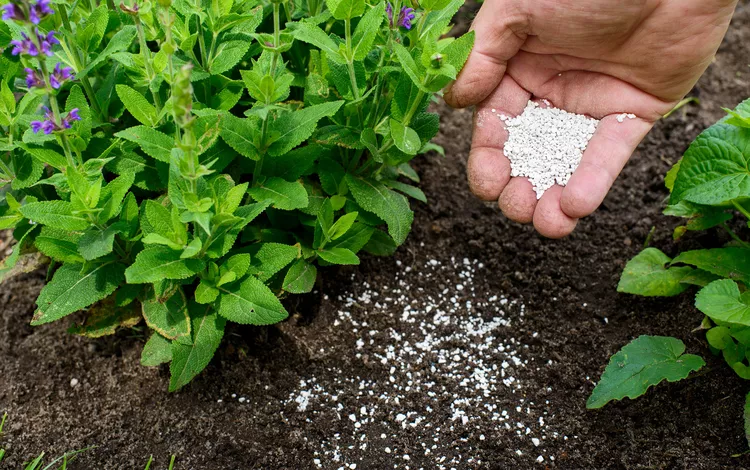 fertlising the soil