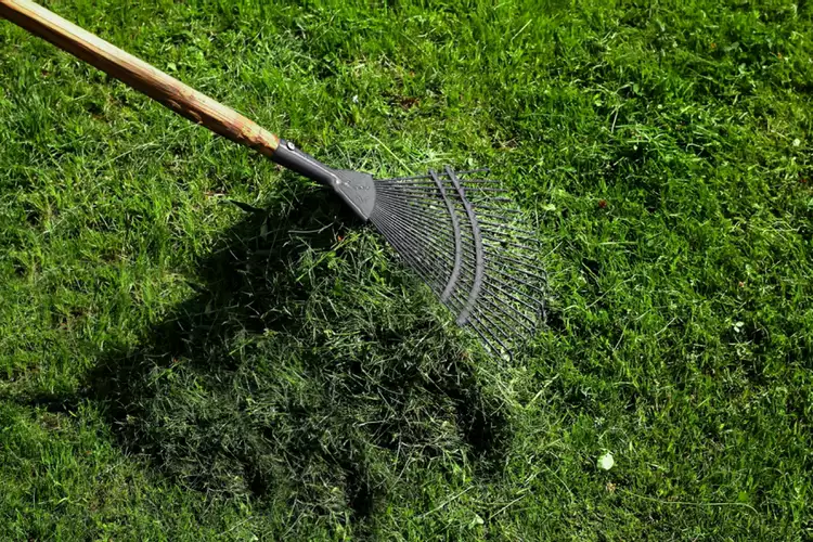raking grass