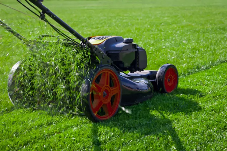 spring lawn care