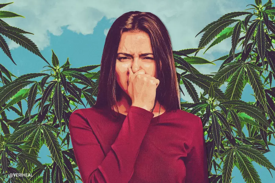 How-to-Eliminate-Cannabis-Smell-From-Clothes-Cars-and-Rooms-Quickly