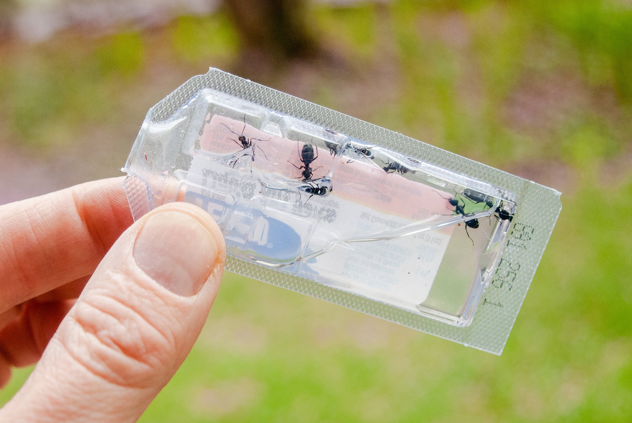 ant bait for killing ants in the car