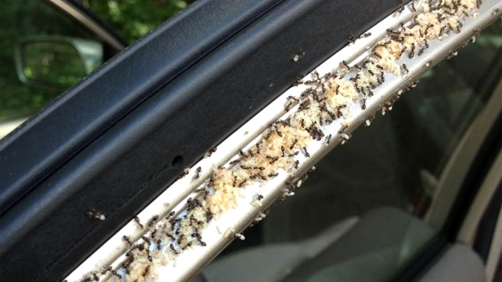how to get rid of ants in car