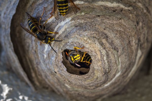 how to get rid of wasp nest