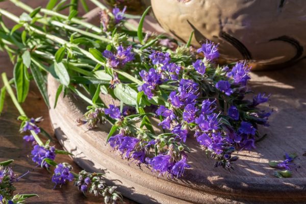 What is hyssop in the Bible