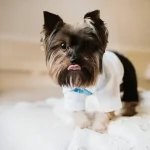 why shih tzu are the worst dog