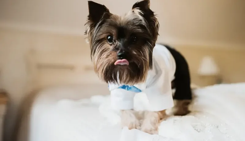 why shih tzu are the worst dog